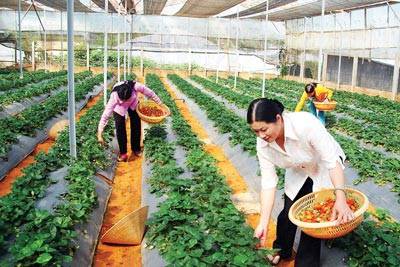 Dâu Tây Đà Lạt - Ảnh 2