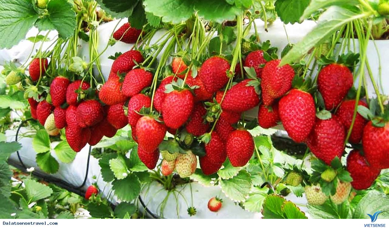 Dâu tây Đà Lạt Dâu tây Đà Lạt