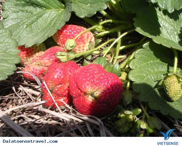 Dâu Tây Đà Lạt - Ảnh 1