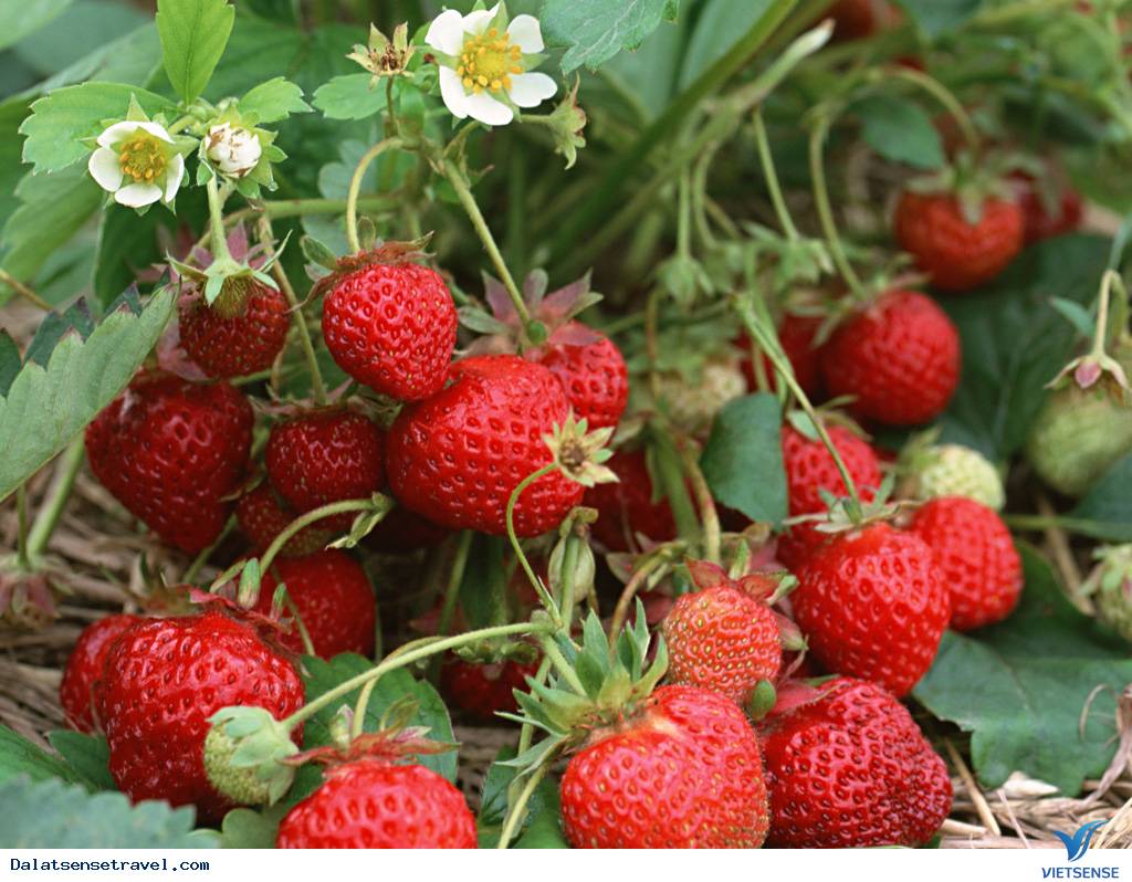 Dâu Tây Đà Lạt - Ảnh 3