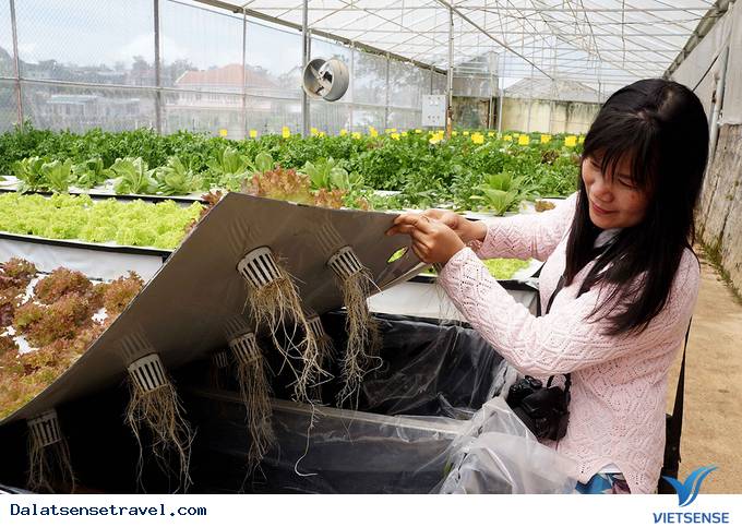 Độc đáo quán café vườn rau tại Đà Lạt - Ảnh 7 Độc đáo quán café vườn rau tại Đà Lạt - Ảnh 7