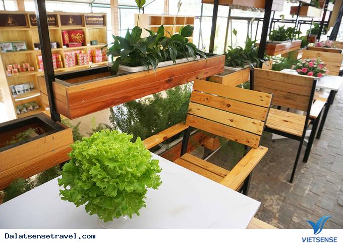 Độc đáo quán café vườn rau tại Đà Lạt - Ảnh 4 Độc đáo quán café vườn rau tại Đà Lạt - Ảnh 4