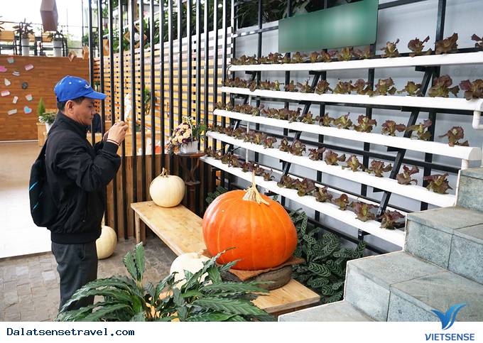 Độc đáo quán café vườn rau tại Đà Lạt - Ảnh 2 Độc đáo quán café vườn rau tại Đà Lạt - Ảnh 2