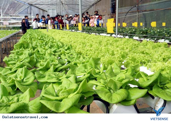 Độc đáo quán café vườn rau tại Đà Lạt - Ảnh 6 Độc đáo quán café vườn rau tại Đà Lạt - Ảnh 6