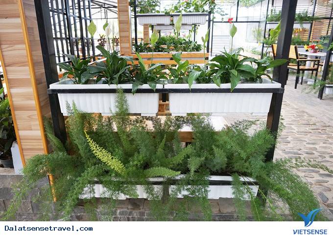 Độc đáo quán café vườn rau tại Đà Lạt - Ảnh 3 Độc đáo quán café vườn rau tại Đà Lạt - Ảnh 3