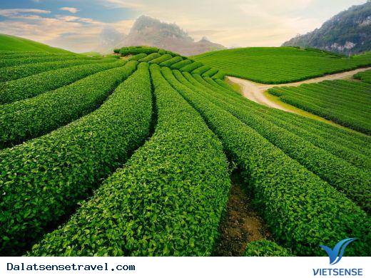 Đồi chè Cầu Đất Đồi chè Cầu Đất