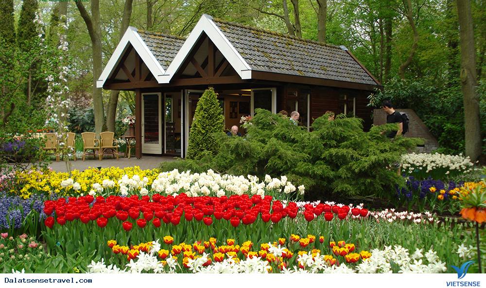 Đồi Mộng Mơ Đồi Mộng Mơ