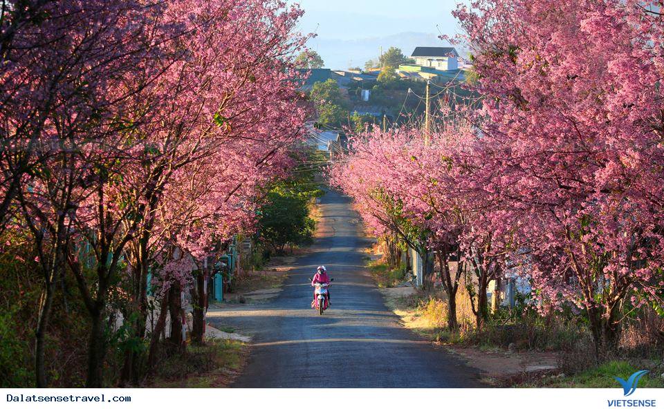 Ngất ngây trong sắc hoa Mai Anh Đào - Ảnh 5 Ngất ngây trong sắc hoa Mai Anh Đào - Ảnh 5