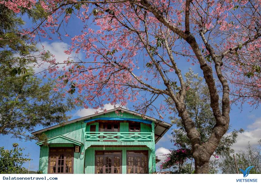 Ngất ngây trong sắc hoa Mai Anh Đào - Ảnh 1 Ngất ngây trong sắc hoa Mai Anh Đào - Ảnh 1