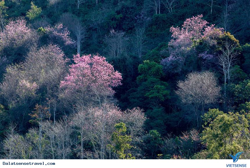 Ngất ngây trong sắc hoa Mai Anh Đào - Ảnh 6 Ngất ngây trong sắc hoa Mai Anh Đào - Ảnh 6