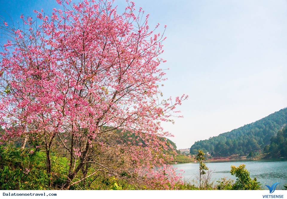 Ngất ngây trong sắc hoa Mai Anh Đào - Ảnh 4 Ngất ngây trong sắc hoa Mai Anh Đào - Ảnh 4