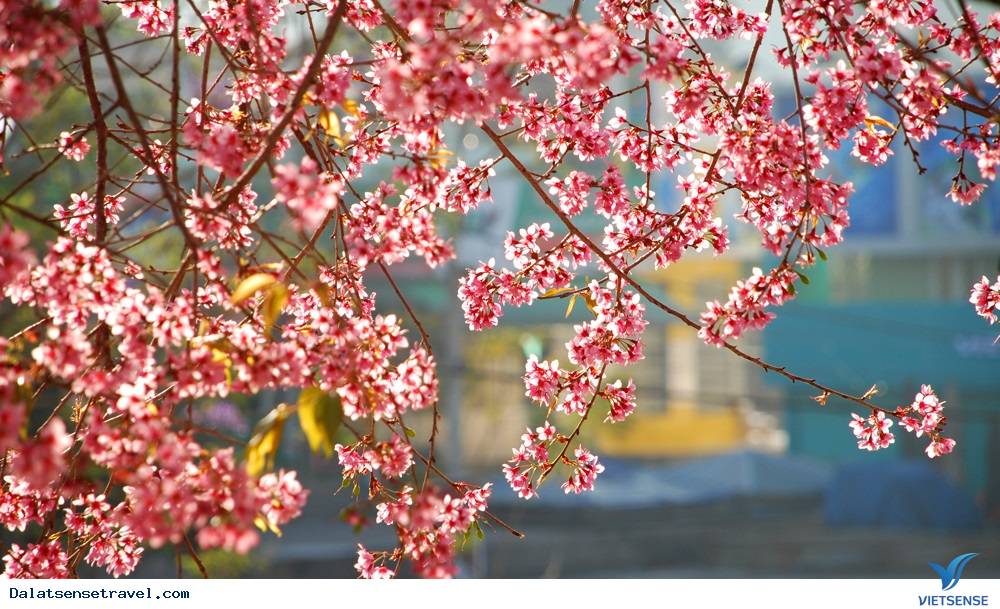 Ngất ngây trong sắc hoa Mai Anh Đào - Ảnh 7 Ngất ngây trong sắc hoa Mai Anh Đào - Ảnh 7