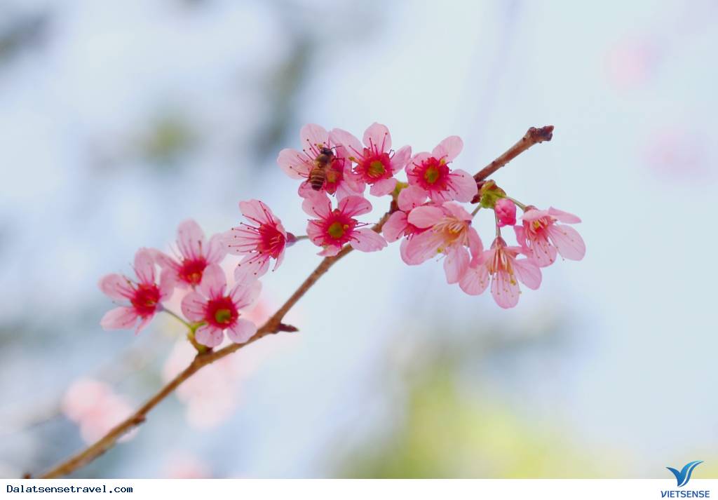 Ngất ngây trong sắc hoa Mai Anh Đào - Ảnh 3 Ngất ngây trong sắc hoa Mai Anh Đào - Ảnh 3
