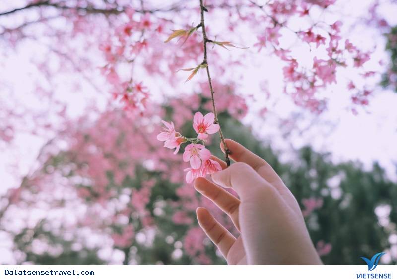 Ngất ngây trong sắc hoa Mai Anh Đào - Ảnh 2 Ngất ngây trong sắc hoa Mai Anh Đào - Ảnh 2