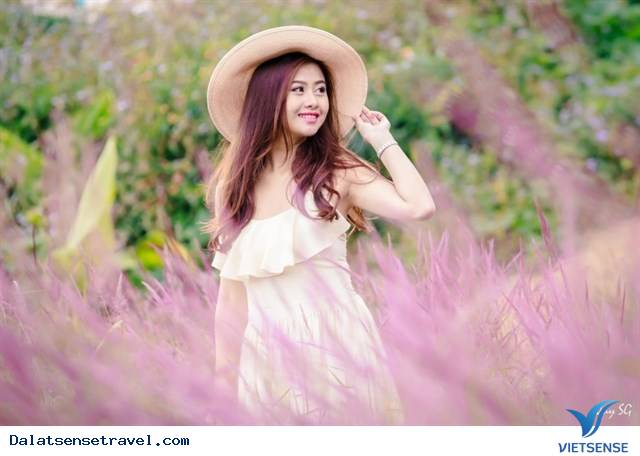 Ghé Đà Lạt cuối thu, thăm đồi cỏ hồng đẹp đến nao lòng - Ảnh 1