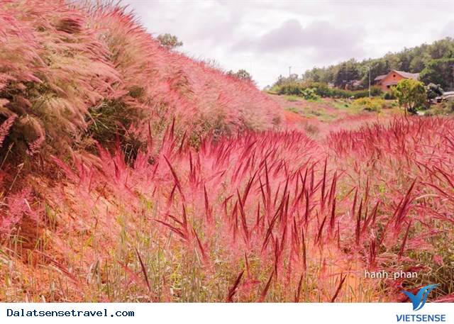 Ghé Đà Lạt cuối thu, thăm đồi cỏ hồng đẹp đến nao lòng - Ảnh 4