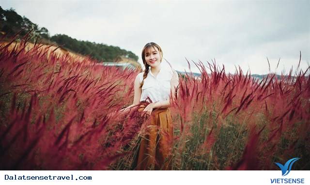 Ghé Đà Lạt cuối thu, thăm đồi cỏ hồng đẹp đến nao lòng - Ảnh 11