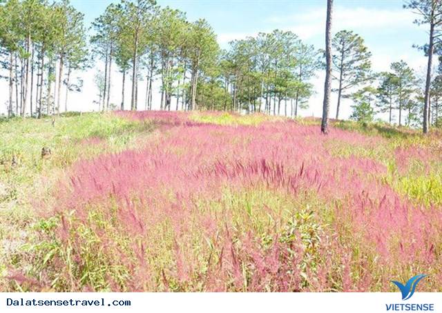 Ghé Đà Lạt cuối thu, thăm đồi cỏ hồng đẹp đến nao lòng - Ảnh 3