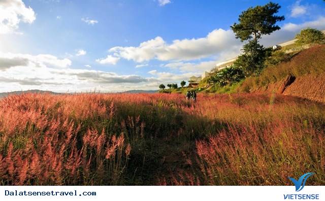 Ghé Đà Lạt cuối thu, thăm đồi cỏ hồng đẹp đến nao lòng - Ảnh 5