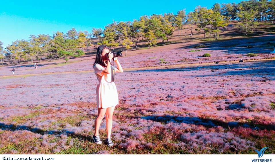 Ghé Đà Lạt cuối thu, thăm đồi cỏ hồng đẹp đến nao lòng - Ảnh 9
