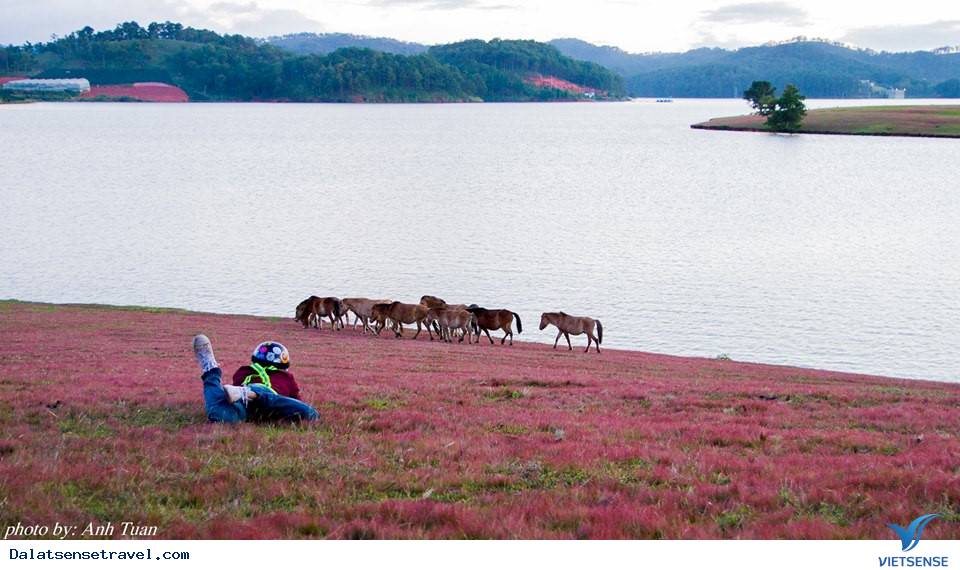 Ghé Đà Lạt cuối thu, thăm đồi cỏ hồng đẹp đến nao lòng - Ảnh 7