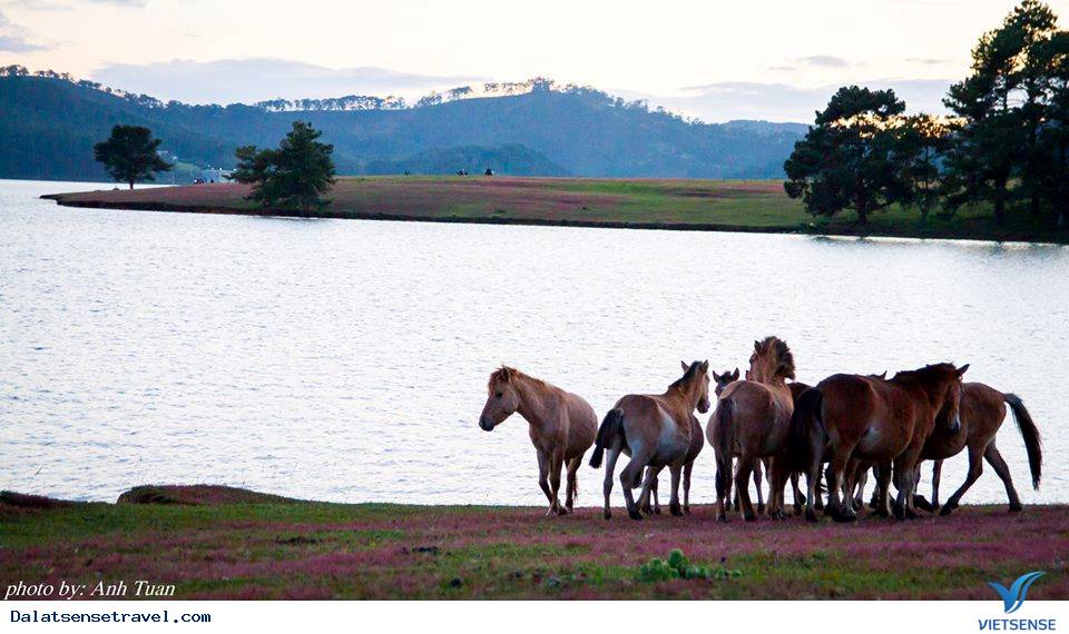 Ghé Đà Lạt cuối thu, thăm đồi cỏ hồng đẹp đến nao lòng - Ảnh 8