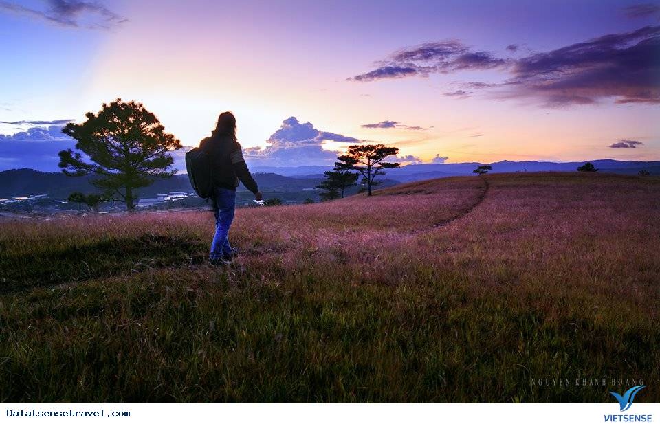 Ghé Đà Lạt cuối thu, thăm đồi cỏ hồng đẹp đến nao lòng - Ảnh 10