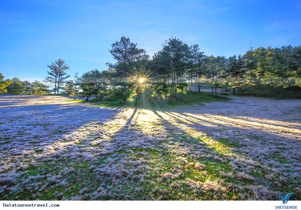 Ghé Đà Lạt cuối thu, thăm đồi cỏ hồng đẹp đến nao lòng - Ảnh 12