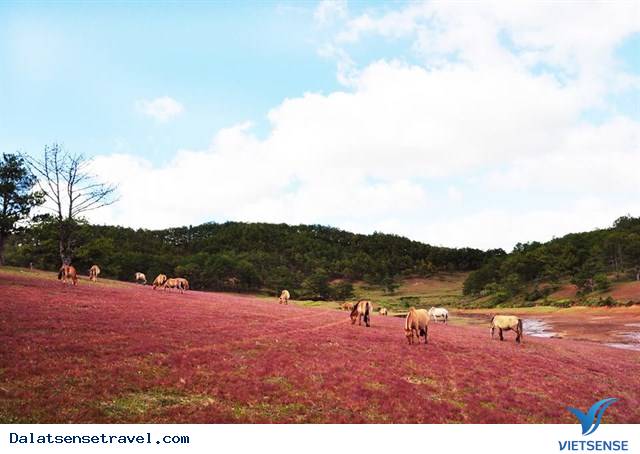 Ghé Đà Lạt cuối thu, thăm đồi cỏ hồng đẹp đến nao lòng - Ảnh 6