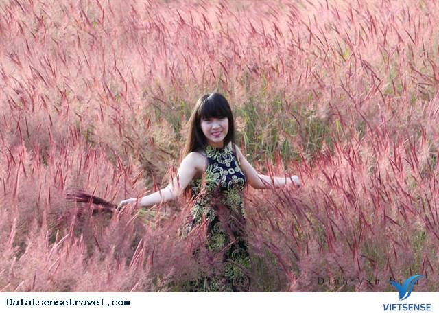 Ghé Đà Lạt cuối thu, thăm đồi cỏ hồng đẹp đến nao lòng - Ảnh 2