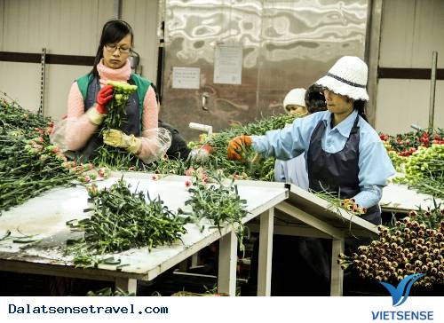 Hoa Đà Lạt Vào Xuân - Ảnh 1