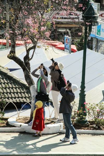 Hoa Đà Lạt Vào Xuân - Ảnh 2