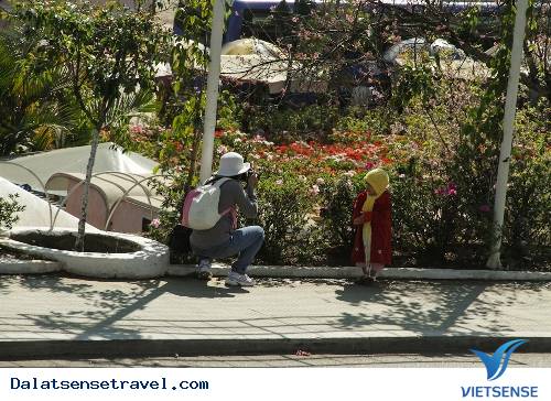 Hoa Đà Lạt Vào Xuân - Ảnh 3