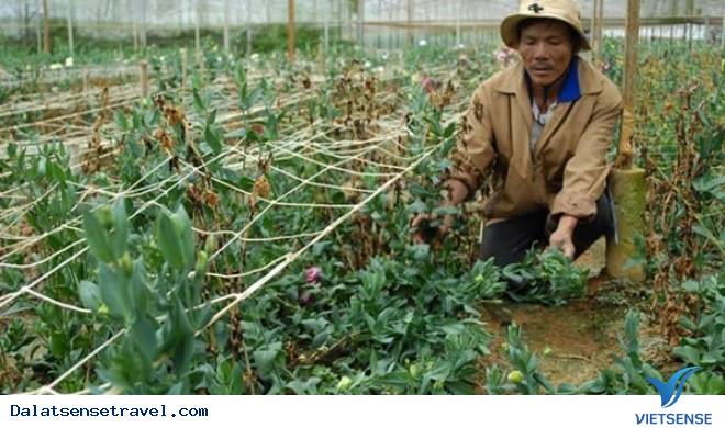 Hoa tặc hoành hành đất cao nguyên Hoa tặc hoành hành đất cao nguyên