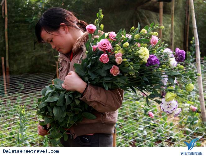 Hoa Thơm, Trái Ngọt Ở Đà Lạt - Ảnh 11 Hoa Thơm, Trái Ngọt Ở Đà Lạt - Ảnh 11