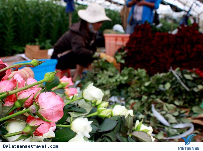 Hoa Thơm, Trái Ngọt Ở Đà Lạt - Ảnh 15 Hoa Thơm, Trái Ngọt Ở Đà Lạt - Ảnh 15