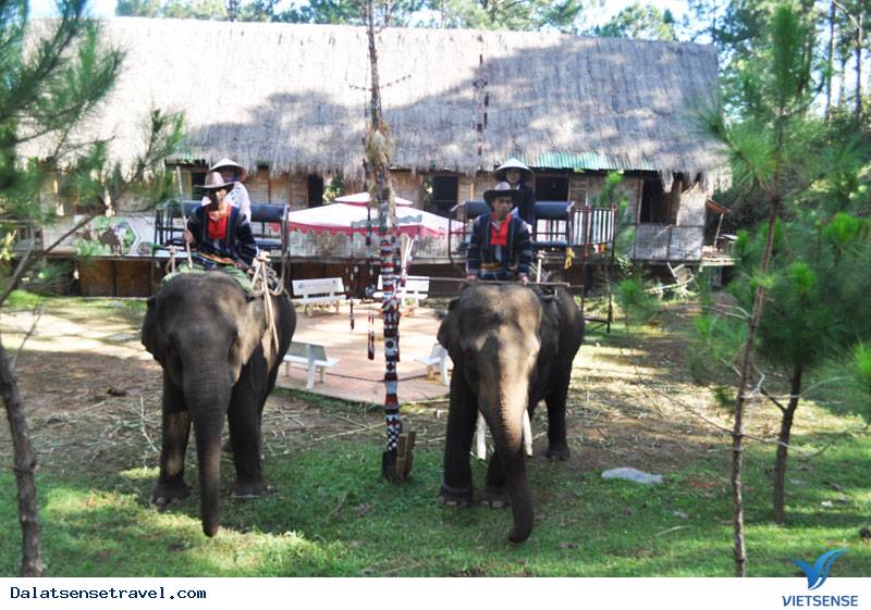 Đồi Mộng Mơ Có Thêm Dịch Vụ Cưỡi Voi - Ảnh 1 Đồi Mộng Mơ Có Thêm Dịch Vụ Cưỡi Voi - Ảnh 1