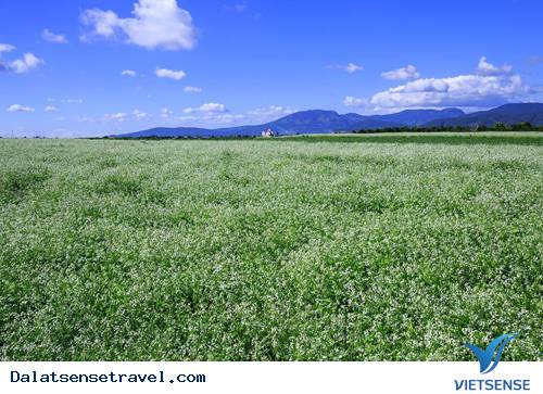 Mùa Hoa Hướng Dương, Cải Trắng Ở Đà Lạt - Ảnh 2