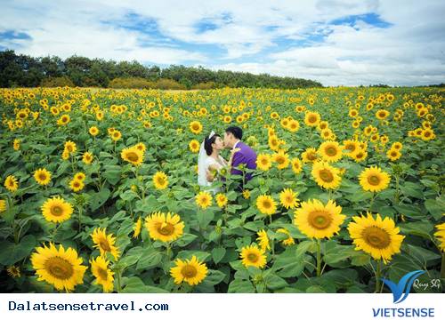 Mùa Hoa Hướng Dương, Cải Trắng Ở Đà Lạt - Ảnh 1