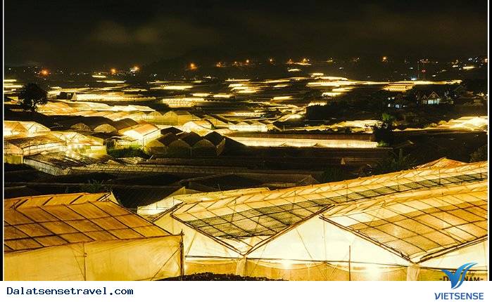 Làng hoa Thái Phiên Làng hoa Thái Phiên