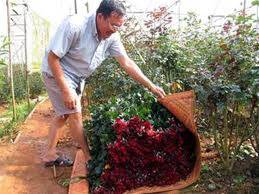 Làng Hoa Vạn Thành Đà Lạt - Ảnh 1 Làng Hoa Vạn Thành Đà Lạt - Ảnh 1