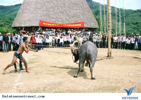 Lễ Hội Đâm Trâu
