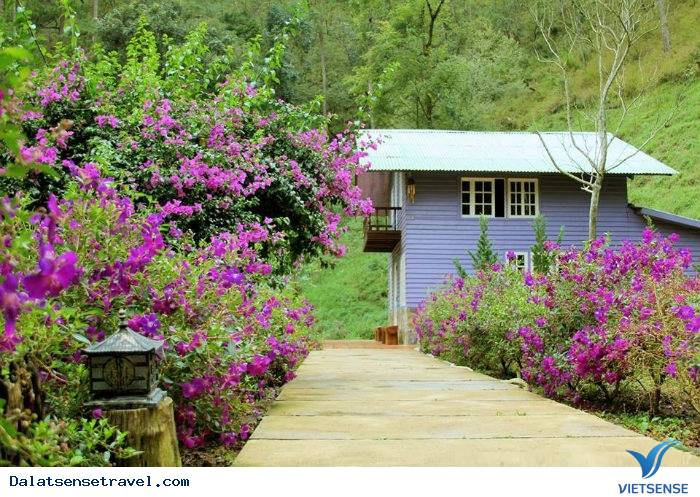 Ma Rừng Lữ Quán – tìm về một nơi thần tiên tại Đà Lạt - Ảnh 8 Ma Rừng Lữ Quán – tìm về một nơi thần tiên tại Đà Lạt - Ảnh 8