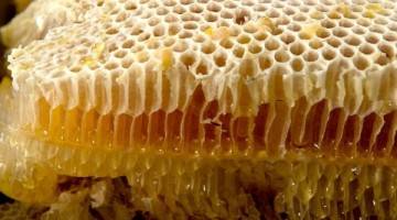 Mật ong rừng Đà Lạt Mật ong rừng Đà Lạt