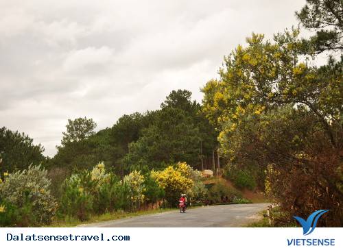 Mimosa, Con Đèo Mang Tên Một Loài Hoa Đà Lạt - Ảnh 3