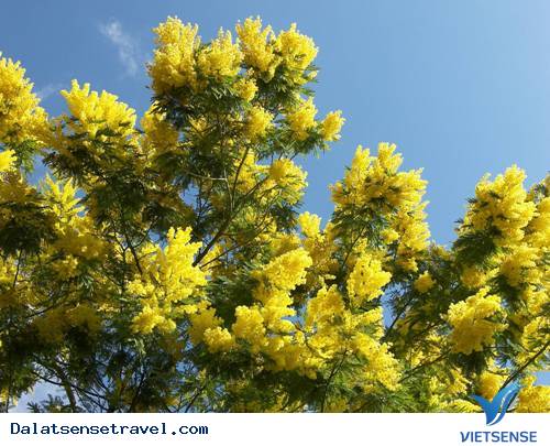 Mimosa, Con Đèo Mang Tên Một Loài Hoa Đà Lạt - Ảnh 1