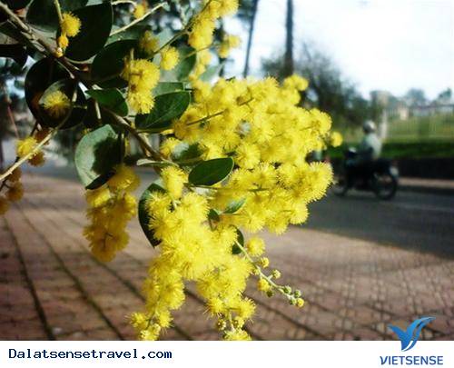 Mimosa, Con Đèo Mang Tên Một Loài Hoa Đà Lạt - Ảnh 2