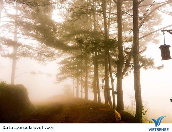 Mới toanh 2 điểm tham quan mới tại Đà Lạt khiến cư dân mạng xôn xao - Ảnh 4 Mới toanh 2 điểm tham quan mới tại Đà Lạt khiến cư dân mạng xôn xao - Ảnh 4