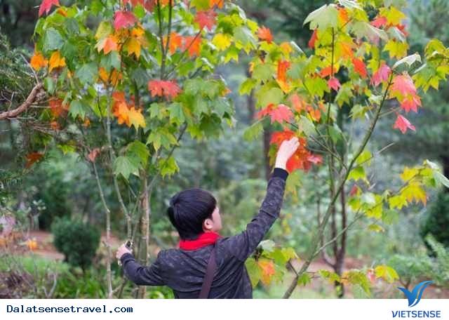 Mới toanh 2 điểm tham quan mới tại Đà Lạt khiến cư dân mạng xôn xao - Ảnh 9 Mới toanh 2 điểm tham quan mới tại Đà Lạt khiến cư dân mạng xôn xao - Ảnh 9