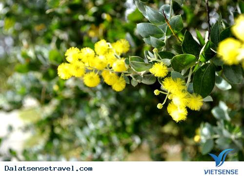 xem thêm tour du lịch Đà Lạt xem thêm tour du lịch Đà Lạt